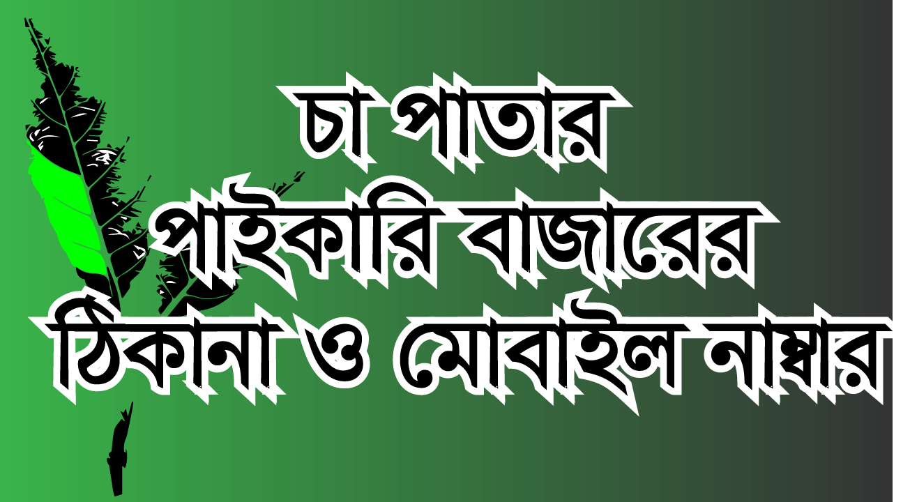 চা পাতার পাইকারি বাজারের ঠিকানা ও মোবাইল নাম্বার ।। wholesale tea in bangladesh