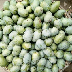 পাইকারি আমরূপালি আম ।। Omropali mango