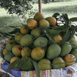 পাইকারি আমরূপালি আম ।। Omropali mango