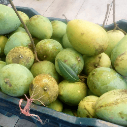 হিমসাগর আম ।। Himsagor Mango