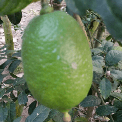 সীডলেছ বারমাসি লেবু  ।। Seedless 12 month lemon tree