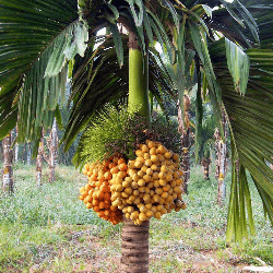 হাইব্রিড সুপারি গাছের চারা