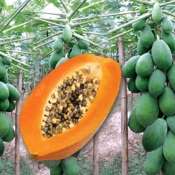 রেড লেডি পেঁপেঁ  বীজ। Red Lady papaya seeds