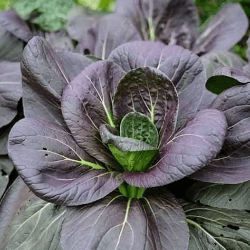 pakchai-Violet Queen । বাটিশাক বীজ