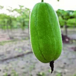 হাইব্রীড চাল কুমড়া বীজ