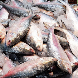 Chandpur hilsa price । পাইকারি চাঁদপুরের ইলিশ মাছ । অন লাইন ইলিশ বাজার