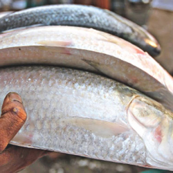 Chandpur hilsa price । বর্তমানে বাংলাদেশে ইলিশ মাছের দাম । অন লাইন ইলিশ বাজার