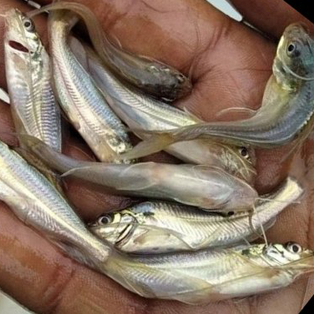 গুলসা  মাছের পোনা । Gulsha Fish Seed Wholesaler in Bangladesh