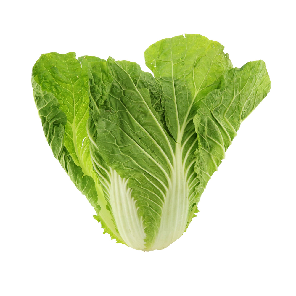 হাইব্রিড ক্যাবেজ  বীজ । Fresh Napa Cabbage