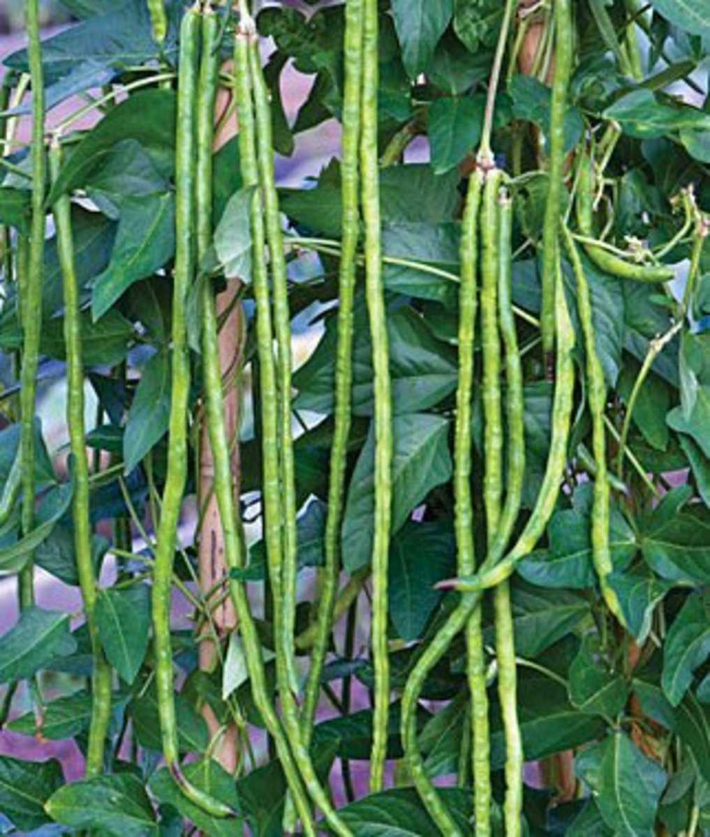 Green String Beans Seeds