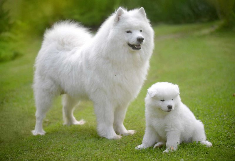 samoyed price in bangladesh