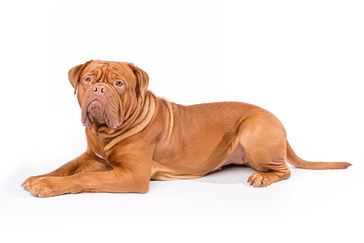 French Mastiff Puppy in Bangladesh