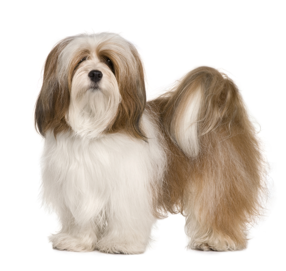 Lhasa Apso Price In Bangladesh