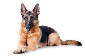 German Shepherd in Bangladesh