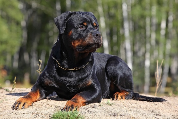 Rottweiler Dog Price In Bangladesh