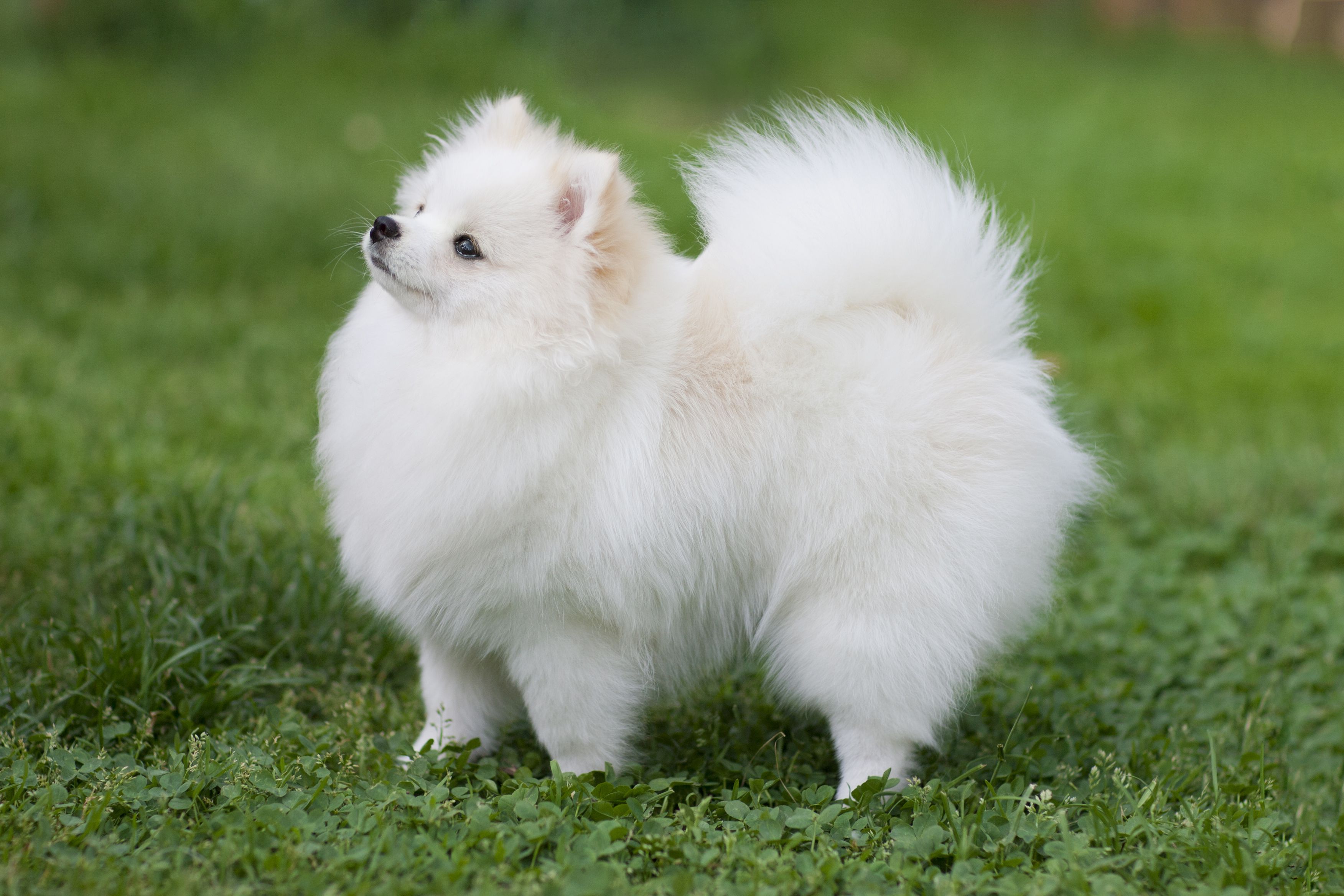 Pomeranian Dog Price In Bangladesh