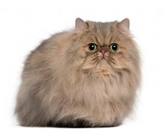 Persian cat Price In BD