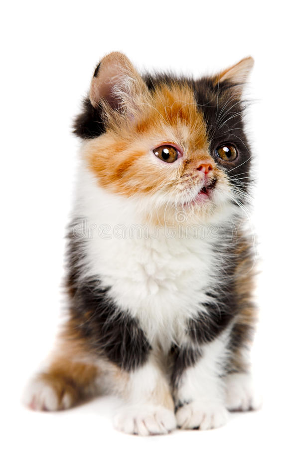 Calico Persian Cat Price in Bangladesh