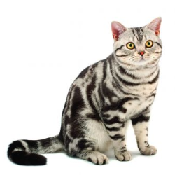 American shorthair price in bd