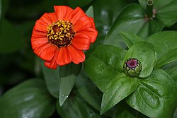 Zinnia(জিনিয়া)