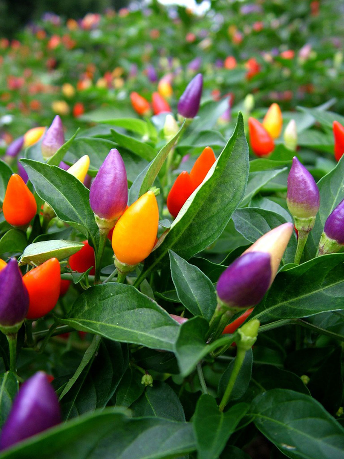 Ornamental Chili