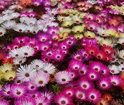 Ice plant Mix