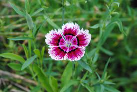 Dianthus