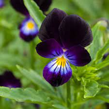 F-1-Pansy Black