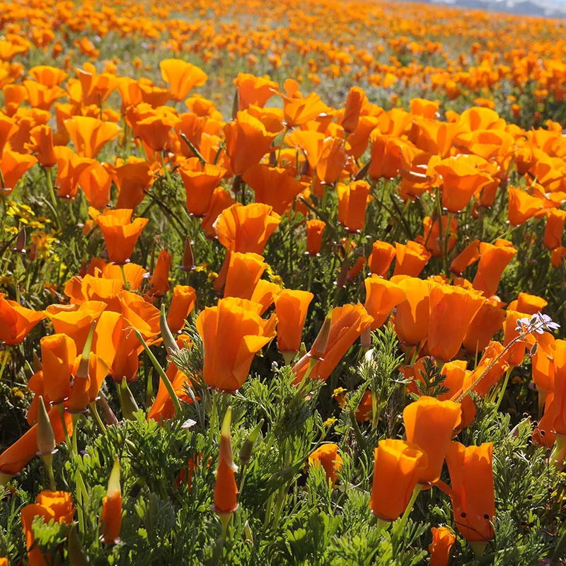 Californian-Poppy