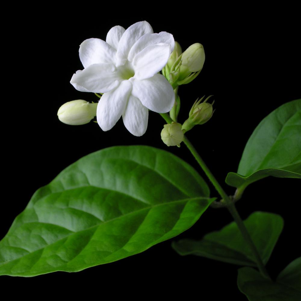 Jasmine(বেলি)