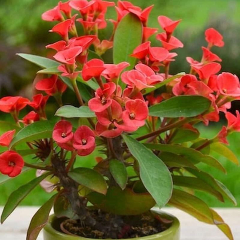 Crown-of-thorns (কাঁটা মুকুট)