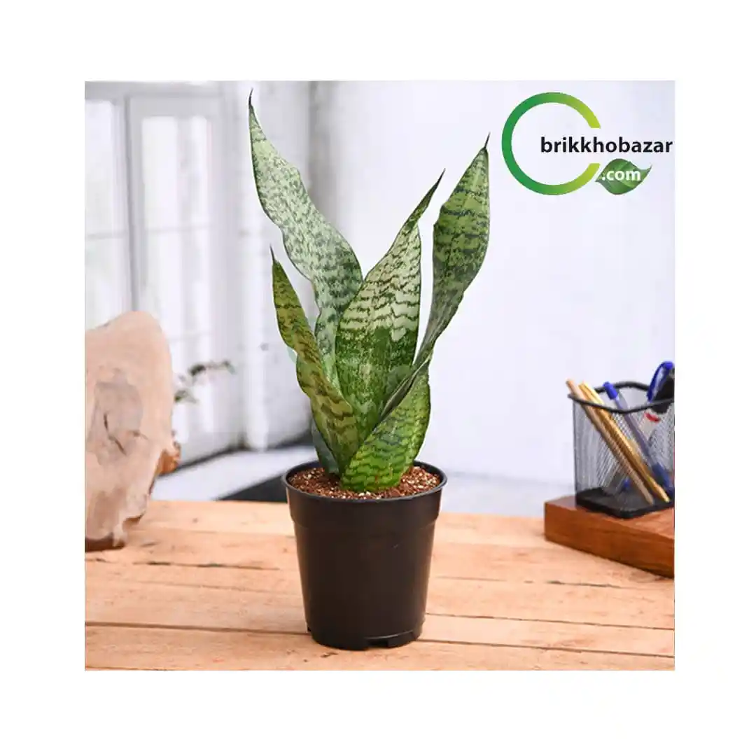 snake plant (স্নেক প্লান্ট) টব সহ