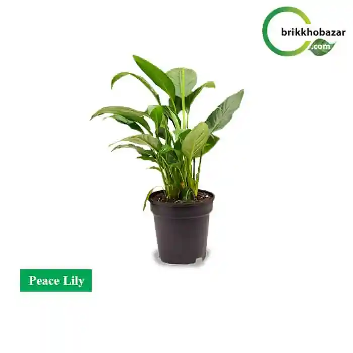 Peace Lily (পেস লিলি) পট সহ