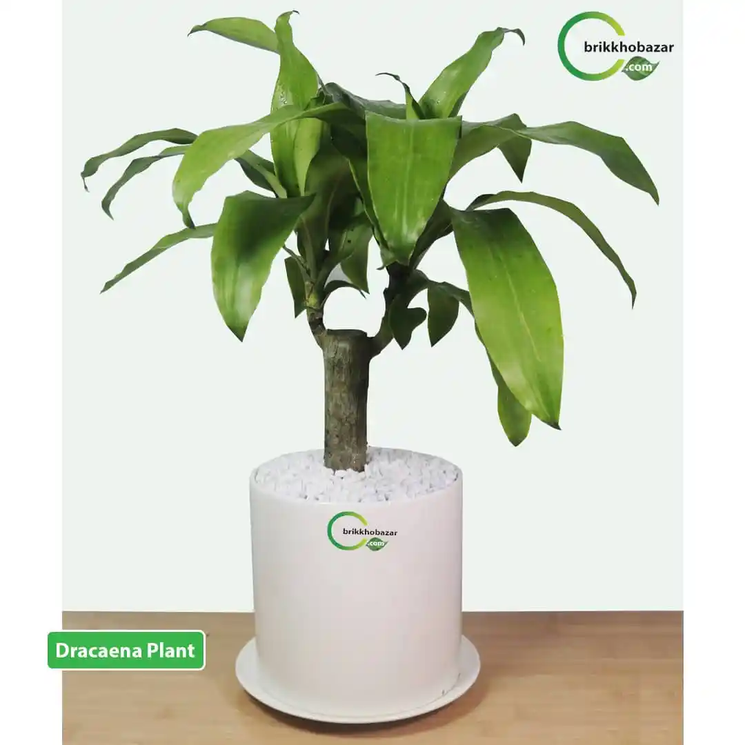 Green Dracaena