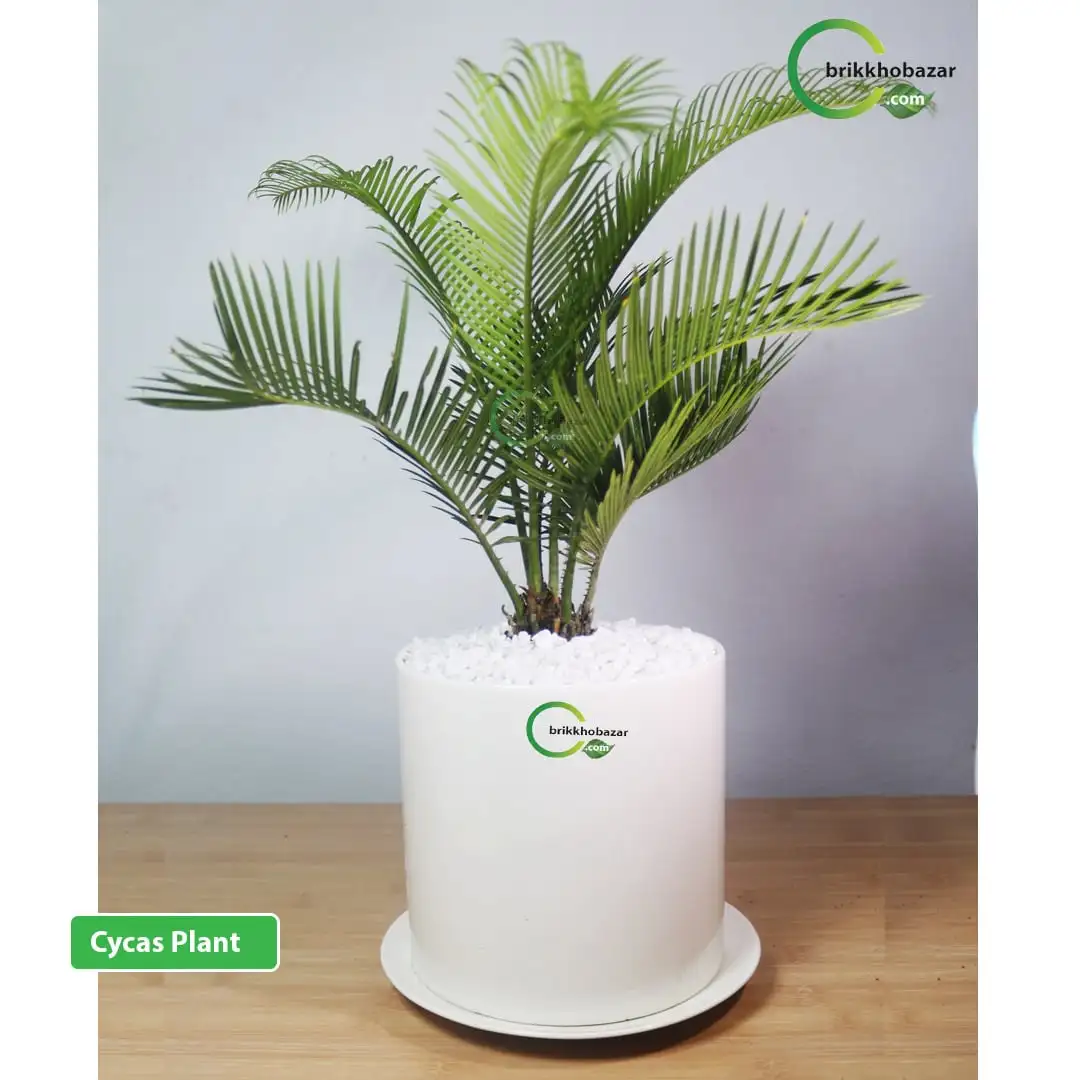 Cycas plant