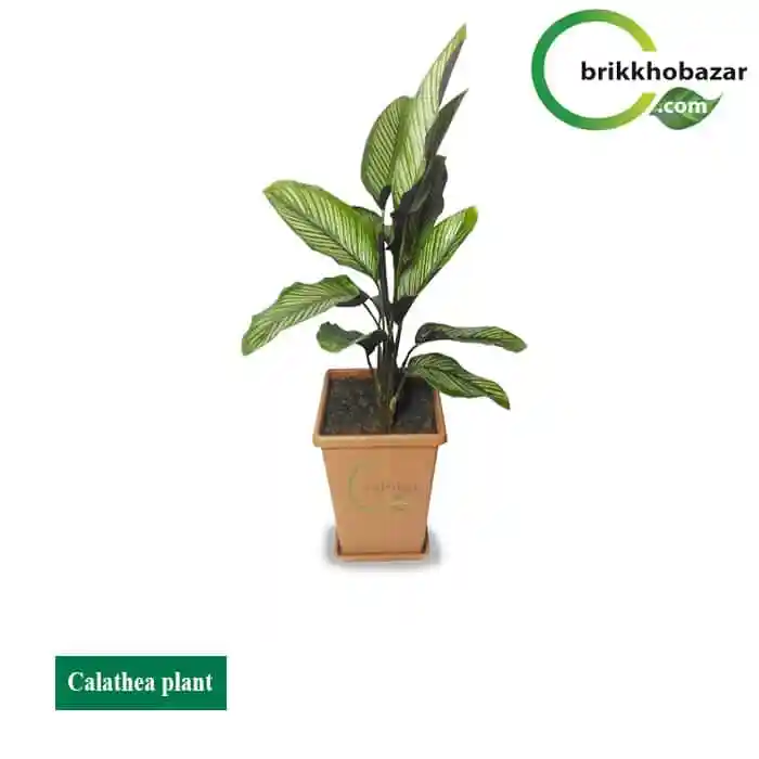 Calathea(ক্যালাথিয়া) টব সহ