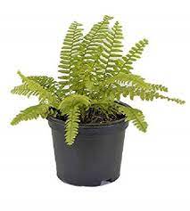 Boston Fern – Plant ( বোস্টোন ফার্ন) টব সহ