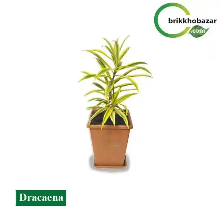 Dracaena (ড্রেসিনা) টব ছাড়া