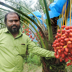 কামরাঙ্গা খেজুর গাছের চারা