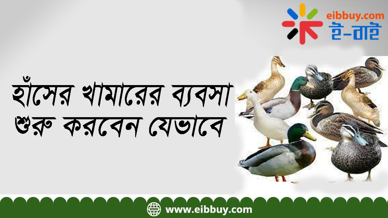 হাঁসের খামারের ব্যবসা শুরু করবেন যেভাবে