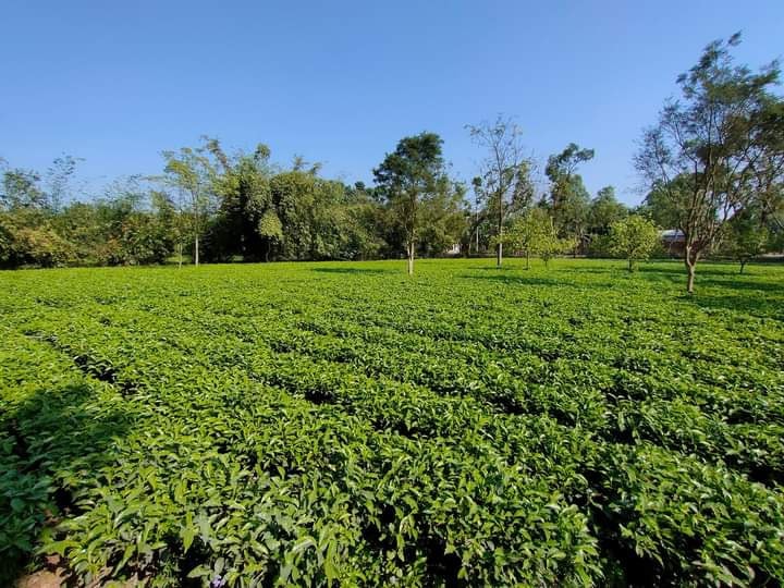 শাই টি - Shai Tea  (সুলভ মূল্যে টাটকা এবং সেরা চা পাতা)