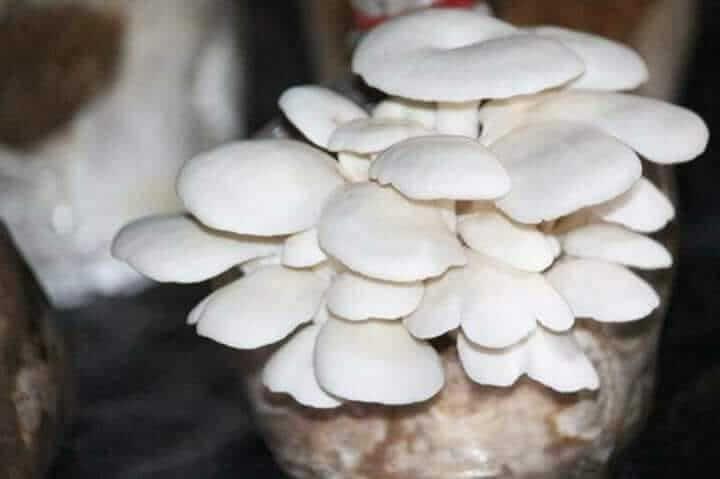 Halal Mashroom House