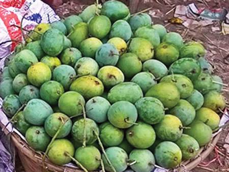 Chapainawabganj chemical free mango