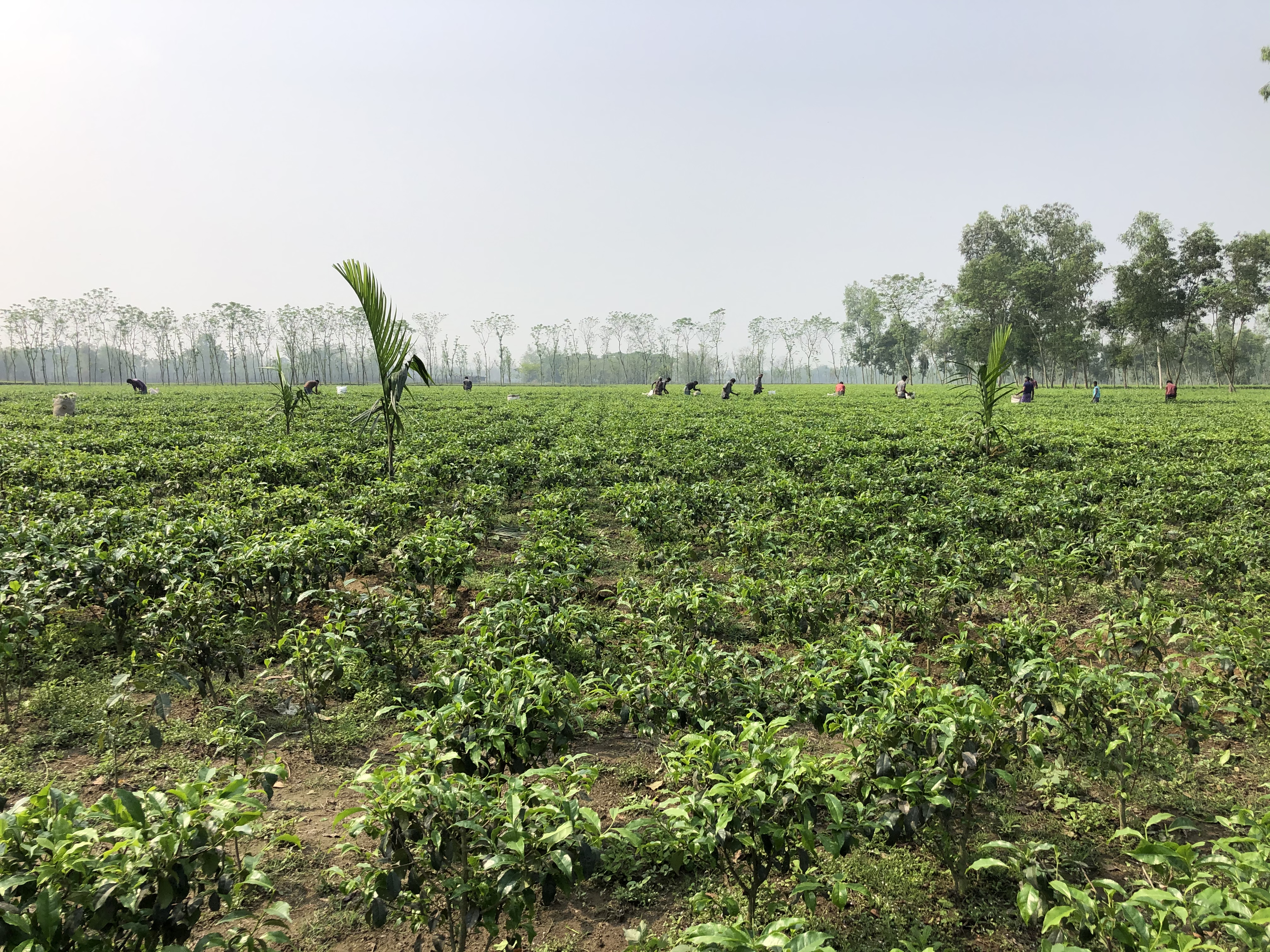 North Bangla Food Products