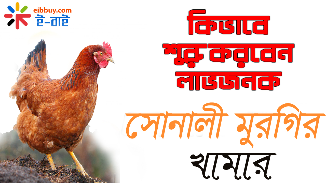 কিভাবে শুরু করবেন সোনালী মুরগির খামার, সোনালী মুরগি পালন পদ্ধতি