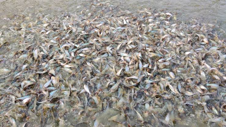 Sunshine Agro Limited