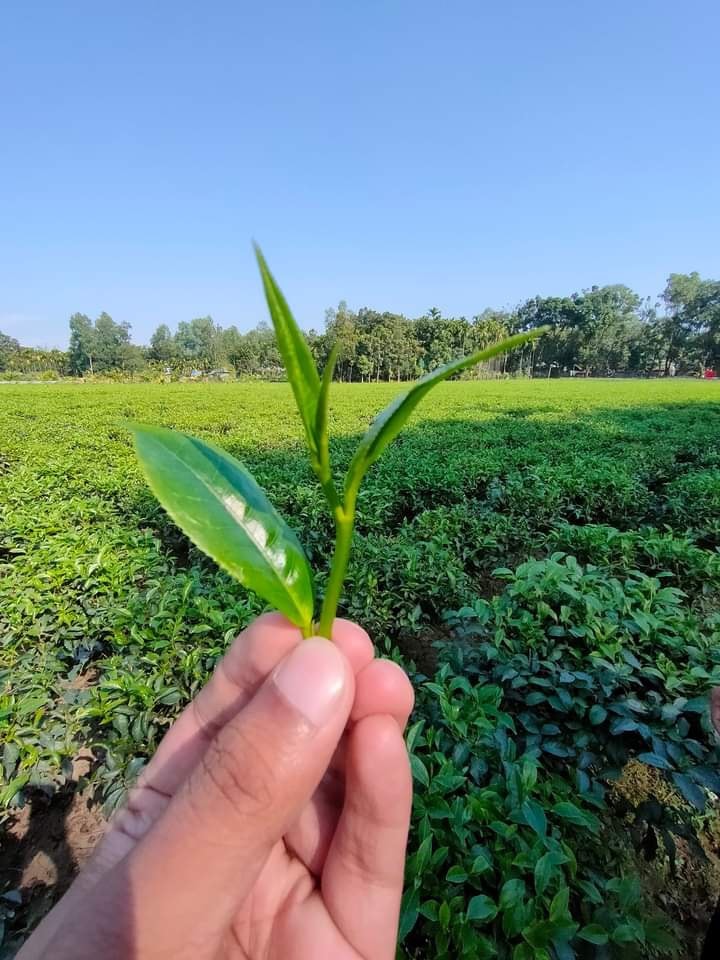 শাই টি - Shai Tea  (সুলভ মূল্যে টাটকা এবং সেরা চা পাতা) thumbnail 13