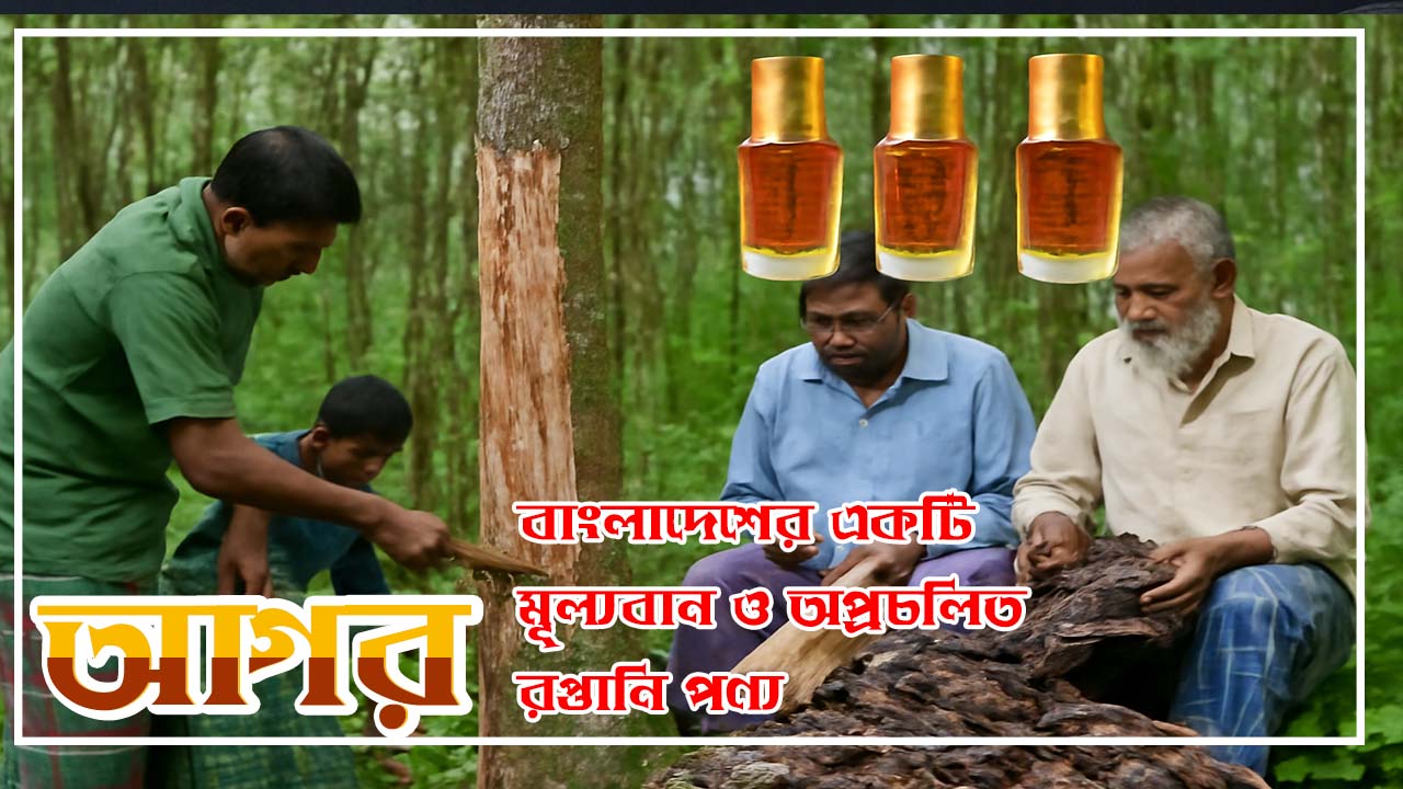 আগর: বাংলাদেশের একটি মূল্যবান ও অপ্রচলিত রপ্তানি পণ্য