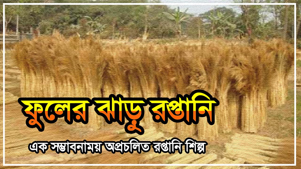 বাংলাদেশের ফুলের ঝাড়ু রপ্তানি: এক সম্ভাবনাময় অপ্রচলিত রপ্তানি শিল্প